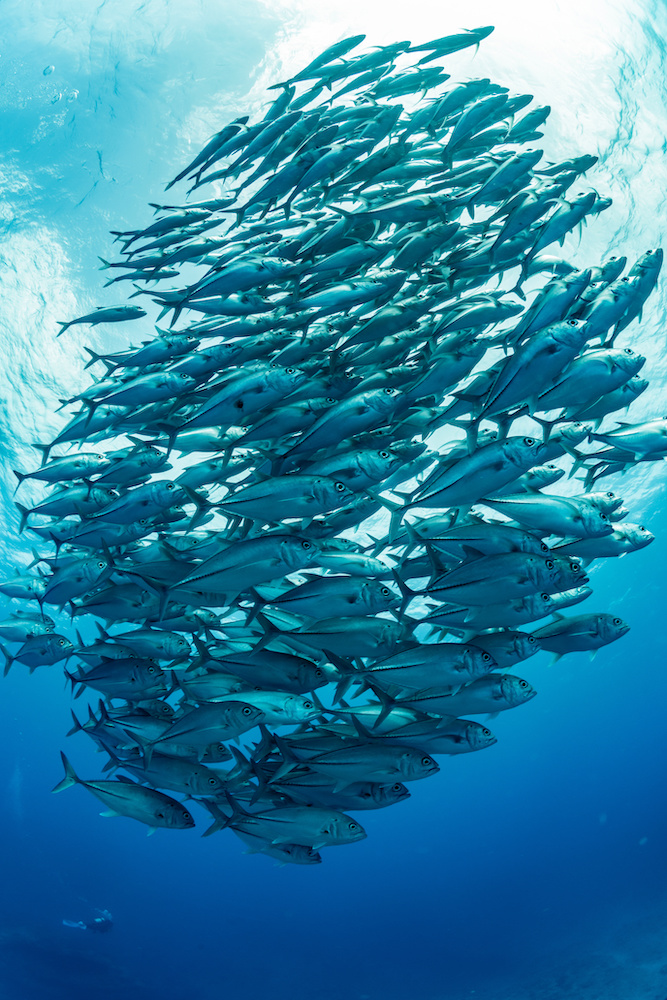Fischschwamm im Ocean