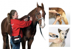 MaRhyThe Behandlung bei Pferd und Hund